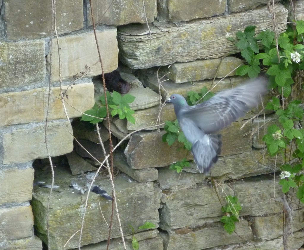 shipley river day 006