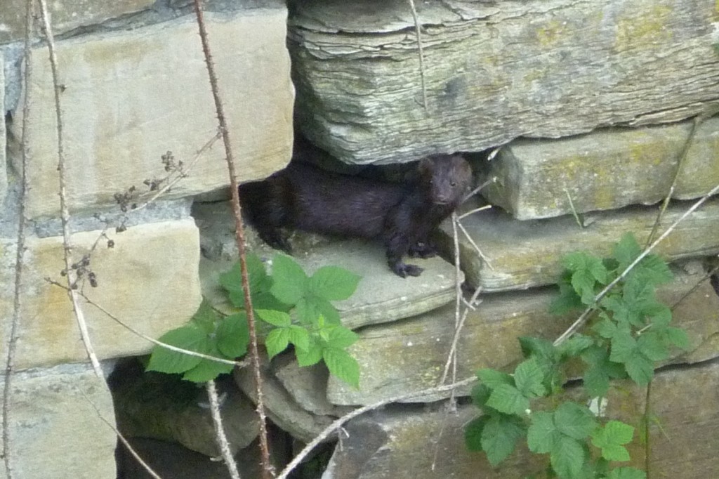 shipley river day 009