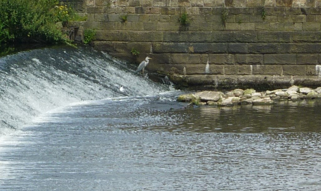 shipley river day 056