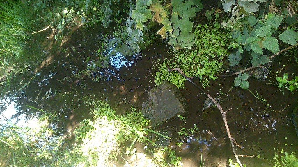 Working our way down through the woods, we came to the Boar's Well, where Irene Lofthouse told us the ancient tale of the Last Boar of Bradford.